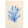 Blue coral – Marine Fragility