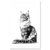 Cat Maine Coon1