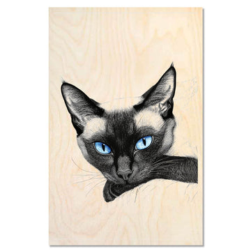 Cat Siamese Cat2