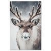 Reindeer portrait - snowy winter