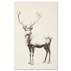 Vintage reindeer illustration