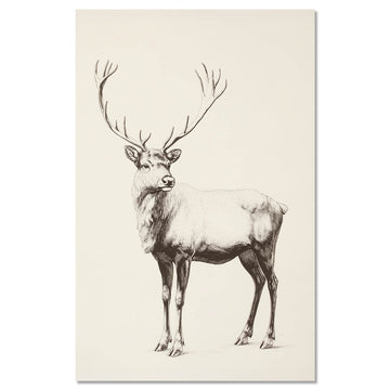 Vintage reindeer illustration