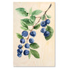 Blueberry Branch — Nordic blueberries