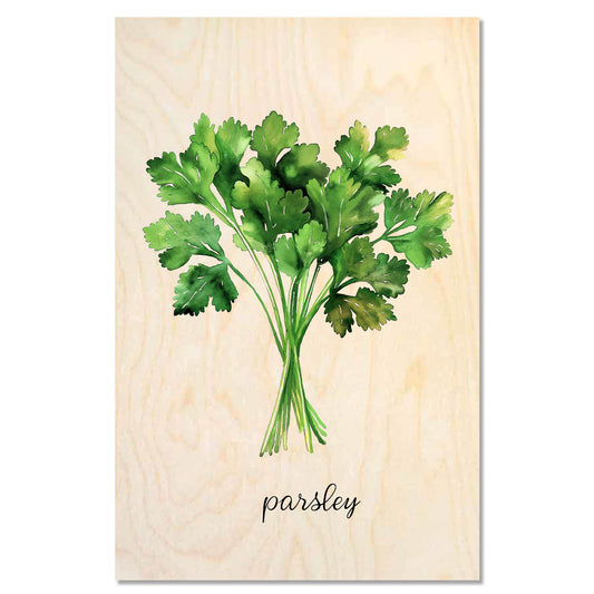 Parsley Bunch — Fresh green parsley
