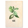Mint Leaves — Fresh mint leaves