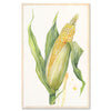 Corn Cob — Bright yellow corn