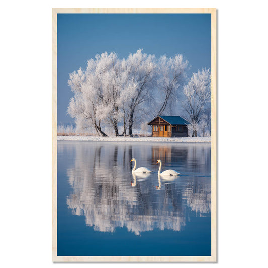 White swans - lake elegance