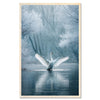 White swan - winter elegance